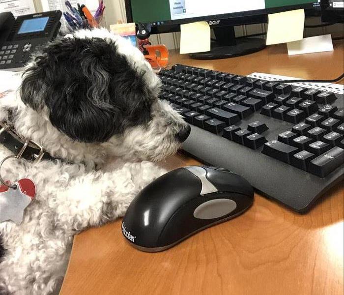 Photo of dog at computer.